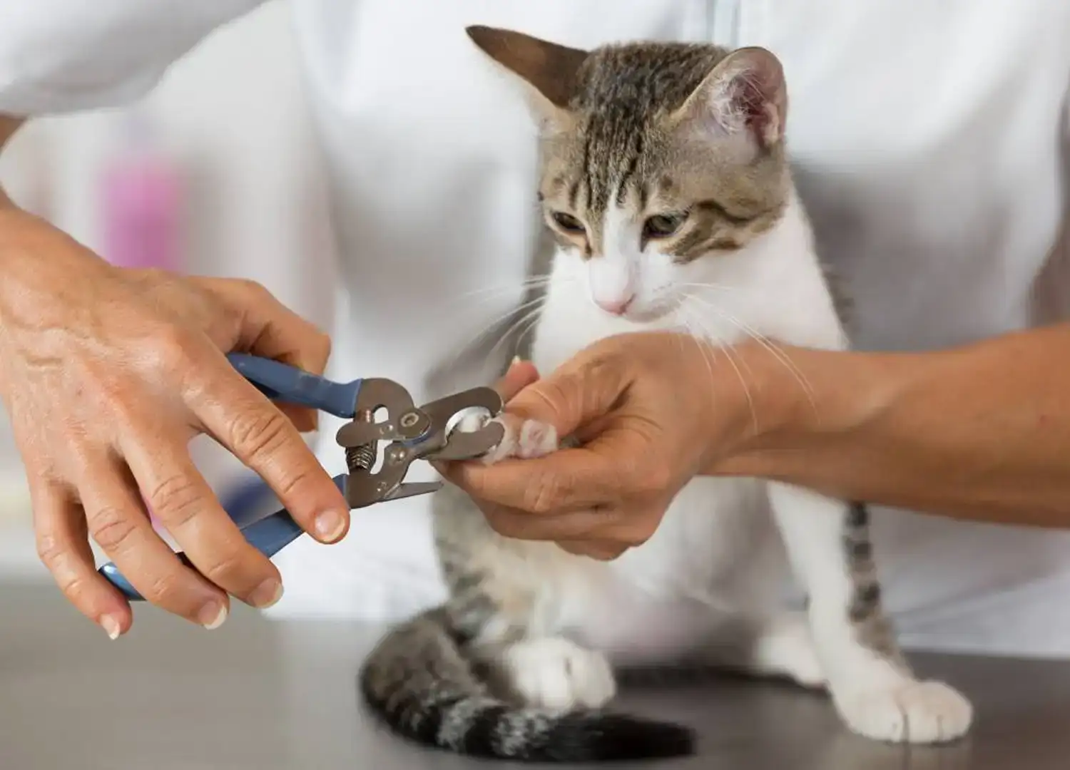 pets-and-pet-care-55